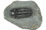 Detailed Morocops Trilobite - Preserved Eye Facets #322267-3